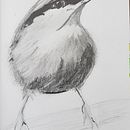 My project for course: Artistic Watercolor Techniques for Illustrating Birds. Un progetto di Illustrazione tradizionale, Pittura ad acquerello, Disegno realistico e Illustrazione naturalistica di Dawn Stevens - 22.10.2022