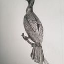 Mi proyecto del curso: Dibujo naturalista de animales con grafito . Ilustrasi tradisional, Gambar Pensil, Menggambar & Ilustrasi Naturalistik proyek oleh Mario Donoso Valenzuela - 10.02.2022