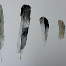 Il mio progetto del corso: Illustrazione naturalistica: acquerello in positivo e negativo. Een project van Traditionele illustratie,  Beeldende kunst, Schilderij,  Tekening, Aquarelschilderen,  Botanische illustratie y Naturalistische illustratie van La Immer - 02.10.2022