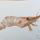 Mi proyecto del curso: Ilustración de universos marinos en acuarela. Een project van Traditionele illustratie, Schilderij, Aquarelschilderen y Naturalistische illustratie van olga_carcelen - 02.10.2022