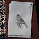 Mi proyecto del curso: Pintura al óleo para retrato naturalista de aves. Un projet de Beaux Arts, Peinture, Peinture à l'huile et Illustration naturaliste de Luca Cabral - 12.03.2024