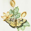 Meu projeto do curso: Desenho e composição naturalista em aquarela Ein Projekt aus dem Bereich Traditionelle Illustration, Zeichnung, Aquarellmalerei und Naturalistische Illustration von Stella Valim - 09.10.2022