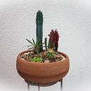 Mi proyecto del curso: Arte vegetal: crea tu propio terrario abierto . % Luis Rat tarafından hazırlanan İç Tasarım, Pe, zaj Mimarisi, Dekoras, on, Kendin Yap, Ve Çiçek ve Bitki Tasarımı projesi - 10.11.2022