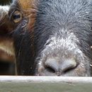 NYU Photography Class - New York Central Park Zoo & Statues . Fotografie de L K - 10.12.2022