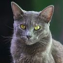 Mi proyecto del curso: Fotografía lifestyle de perros. Fotografia, Fotografia de retrato, Fotografia para Instagram, Fotografia documental, Fotografia Lifest, e le projeto de Marcos Alonso Utrera Jimenez - 15.10.2022