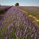 Claina: Fotografía de paisaje y naturaleza . Fotografi, Fotografi Luar Ruang, Fotografi Instagram, Fotografi Dokumenter, Dan Komposisi Fotografi proyek oleh cristinalaina - 10.16.2022