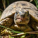 Il mio progetto del corso: Collage creativo: raccontare storie su più livelli . Ilustrasi tradisional, Kolase, Kerajinan Kertas, Ilustrasi Digital, Mendongeng, Desain Digital, Komunikasi, Narasi & Ilustrasi Editorial proyek oleh Cristina - 10.16.2022