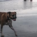 Mi proyecto del curso: Fotografía lifestyle de perros. Projekt z dziedziny Fotografia, Fotografia portretowa, Fotografia na Instagram, Fotografia dokumentalna i  Fotografia lifestyle użytkownika Sofia Carella - 21.01.2022