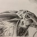 My project for course: Naturalistic Animal Drawing with Graphite Pencil. Un projet de Illustration traditionnelle, Dessin au cra, on, Dessin et Illustration naturaliste de Lemaitre Christine - 18.10.2022