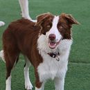 LM PETS. Un proyecto de Fotografía, Fotografía de estudio, Fotografía digital, Instagram, Fotografía en exteriores, Fotografía para Instagram y Fotografía en interiores de Rute Silva - 18.10.2022
