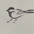 My project for course: Illustrating Nature: A Creative Exploration. Un projet de Illustration traditionnelle, Peinture, Dessin, Aquarelle, Illustration à l'encre et Illustration naturaliste de Zsuzsanna Récsán - 19.10.2022