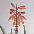 Mein Abschlussprojekt für den Kurs: Botanisches Zeichenheft: ein meditativer Ansatz. Traditional illustration, Sketching, Drawing, Watercolor Painting, Botanical Illustration, and Sketchbook project by Bee Bei - 10.20.2022