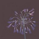 Botanical illustration . Un progetto di Illustrazione tradizionale di Hyea - 21.10.2022