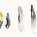 Il mio progetto del corso: Illustrazione naturalistica: acquerello in positivo e negativo. Ilustração tradicional, Artes plásticas, Pintura, Desenho, Pintura em aquarela, Ilustração botânica e Ilustração naturalista projeto de Michela Pesci - 24.10.2022