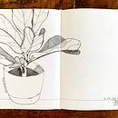 Pandurata. Traditional illustration, Sketching, Drawing, Sketchbook & Ink Illustration project by anacaballerofz - 10.24.2022