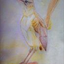 AVES . Ilustrasi tradisional proyek oleh Carola Ivone Caballero - 07.04.2022