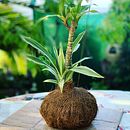 Mi proyecto del curso: Kokedamas: crea macetas naturales de musgo. Een project van Craft, Interieurontwerp, L, scaping,  Interieurdecoratie, DIY y Bloem- en plantenschikken van Isa Sosa - 29.10.2022