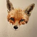 Mr Fox. Un proyecto de Ilustración tradicional, Pintura a la acuarela, Dibujo realista e Ilustración naturalista				 de Suzie Duncan - 29.10.2022