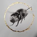 My project for course: Illustrating the Natural World with Watercolor and Charcoal. Un progetto di Illustrazione tradizionale, Pittura e Illustrazione naturalistica di Dawn Stevens - 31.10.2022