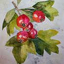Mój projekt z kursu: Ilustracja elementów przyrodniczych w akwareli. Un proyecto de Ilustración tradicional, Pintura a la acuarela e Ilustración naturalista				 de katun1 - 31.10.2022
