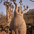 Progetto Socotra. Traditional illustration, Painting, Drawing, Watercolor Painting, and Naturalistic Illustration project by gemimaf - 10.31.2022