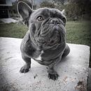 Mi proyecto del curso: Fotografía lifestyle de perros . % cristianhurtadocm tarafından hazırlanan Fotoğrafçılık, Portre Fotoğrafçılığı, Instagram Fotoğrafçılığı, Belgesel Fotoğrafçılık, Ve Yaşam Tarzı Fotoğrafçılığı projesi - 11.01.2022