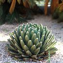 cactus. Un proyecto de Paisajismo de susana - 04.12.2020