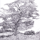 l'arbre. Un progetto di Bozzetti e Disegno a matita di Louis Bellemare - 23.10.2022