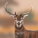 Final project Procreate for beginners. Un projet de Illustration numérique de Catherine Philipp - 03.11.2022