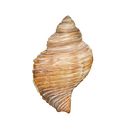 Muschel Studio. Een project van Traditionele illustratie, Creatieve consultanc, Marketing, Portfoliobeheer y Redactionele illustratie van Ithaysa Cabrera - 06.11.2022