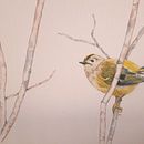 Mi proyecto del curso: Acuarela de naturaleza: ilustra en negativo y positivo . % beatrizasinl tarafından hazırlanan Geleneksel illüstras, on, Çizim, Sulubo, a Resim, Botanik İllüstras, on, Doğalcı İllüstras, Ve on projesi - 11.10.2022
