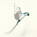 GUACAMAYO. Un projet de Illustration traditionnelle, Aquarelle, Dessin réaliste et Illustration naturaliste de Jose Molina Rosillo - 11.11.2022