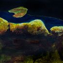 My project for course: Introduction to Traditional Animation with Photoshop . % Päivi Remes tarafından hazırlanan Animas, Ve on projesi - 11.08.2022