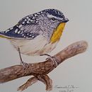 Meu projeto do curso: Técnicas expressivas de aquarela para ilustração de pássaros. Un proyecto de Ilustración tradicional, Pintura a la acuarela, Dibujo realista e Ilustración naturalista				 de Gabriela Silva - 12.11.2022