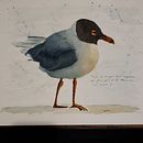 Mon projet du cours : Aquarelles naturalistes expressives avec du caractère. Un progetto di Illustrazione tradizionale, Pittura ad acquerello e Illustrazione naturalistica di vero_herion - 13.11.2022