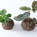 I miei primi Kokedama. Un proyecto de Artesanía, Diseño de interiores, Paisajismo, Decoración de interiores, DIY, Diseño floral y vegetal de Maria Chiara Demagistri - 12.11.2022