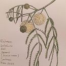 Estudio de Acacia caven. Projekt z dziedziny Trad, c i jna ilustracja użytkownika Evelyn Cruz - 16.11.2022