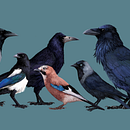 The difference between corvids of Ukraine. Traditional illustration project by Arina Podliesnaia - 08.17.2022