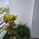 Mi proyecto del curso: Diseño de espacios verdes para tu casa. L, scape Architecture, Floral, Plant Design, and Spatial Design project by Edys Saez - 11.20.2022