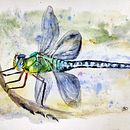 My project for course: Botanical Watercolor Sketchbook. Un projet de Illustration traditionnelle, Aquarelle, Illustration botanique , et Carnet de croquis de Dana Doubravka Mikulcová - 15.11.2022