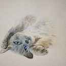 My project for course: Expressive Animal Portraits in Watercolor . % Daphne Edlund tarafından hazırlanan Geleneksel illüstras, on, Sulubo, a Resim, Gerçekçi Çizim, Doğalcı İllüstras, Ve on projesi - 11.20.2022