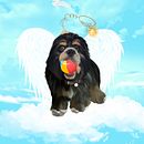 RIP 🐾. Ilustração tradicional projeto de Hector Rodriguez - 20.11.2022