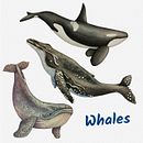My project for course: Naturalist Illustration Techniques: Whales in Watercolor. Traditional illustration, Poster Design, Digital Illustration, and Manga project by Olya Romanchuk - 11.23.2022