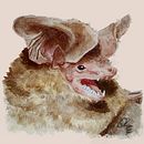 Quirópteros. Un proyecto de Ilustración tradicional, Dibujo con lápices de colores, Pintura a la acuarela y Dibujo de Elias Marin - 24.11.2022