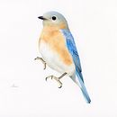 Eastern bluebird. Traditional illustration, and Watercolor Painting project by HIROMI MORITAKA - 11.25.2022