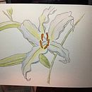 My project for course: Botanical Sketchbooking: A Meditative Approach. Un proyecto de Ilustración tradicional, Bocetado, Dibujo, Pintura a la acuarela, Ilustración botánica y Sketchbook de d7dcctcxj6 - 26.11.2022