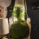 Mon projet du cours : Kokedama avec céramique . % Marion Cabarbaye tarafından hazırlanan Sanat ve El Sanatları, İç Tasarım, Pe, zaj Mimarisi, Dekoras, on, Kendin Yap, Ve Çiçek ve Bitki Tasarımı projesi - 11.26.2022