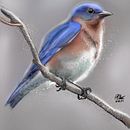 Bird on branch photo study. Procreate, sketch and watercolor. . Ilustração tradicional projeto de P.J. Shotts - 19.11.2022