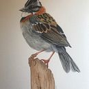 Chincol: Ilustración naturalista de aves con acuarela. Un progetto di Illustrazione tradizionale, Pittura ad acquerello, Disegno realistico e Illustrazione naturalistica di Verónica Manque - 25.11.2022