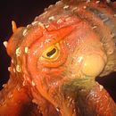 Mi proyecto del curso: Octopus. Een project van  Ontwerp y DIY van Cesar Cervero - 24.11.2022